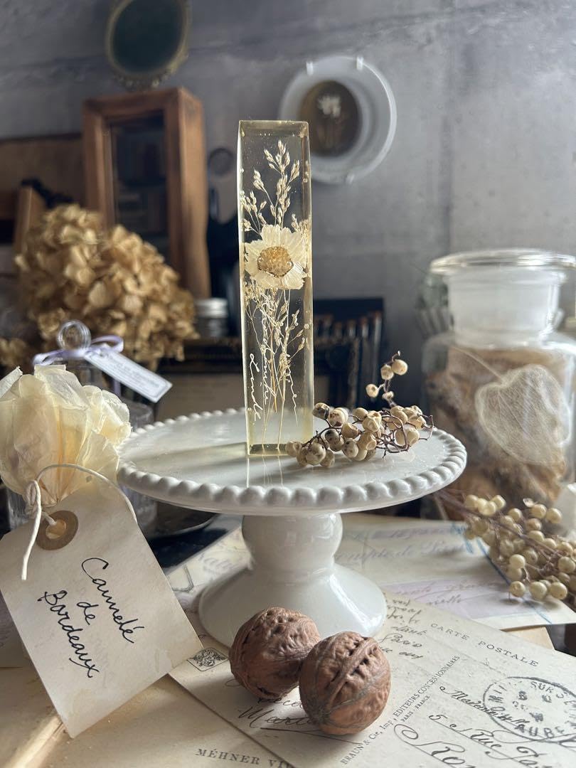 白いお花 ローダンセ イネ科 樹脂標本 errer 植物標本 アンティーク 白いお花 ローダンセ イネ科 樹脂標本 errer 植物標本