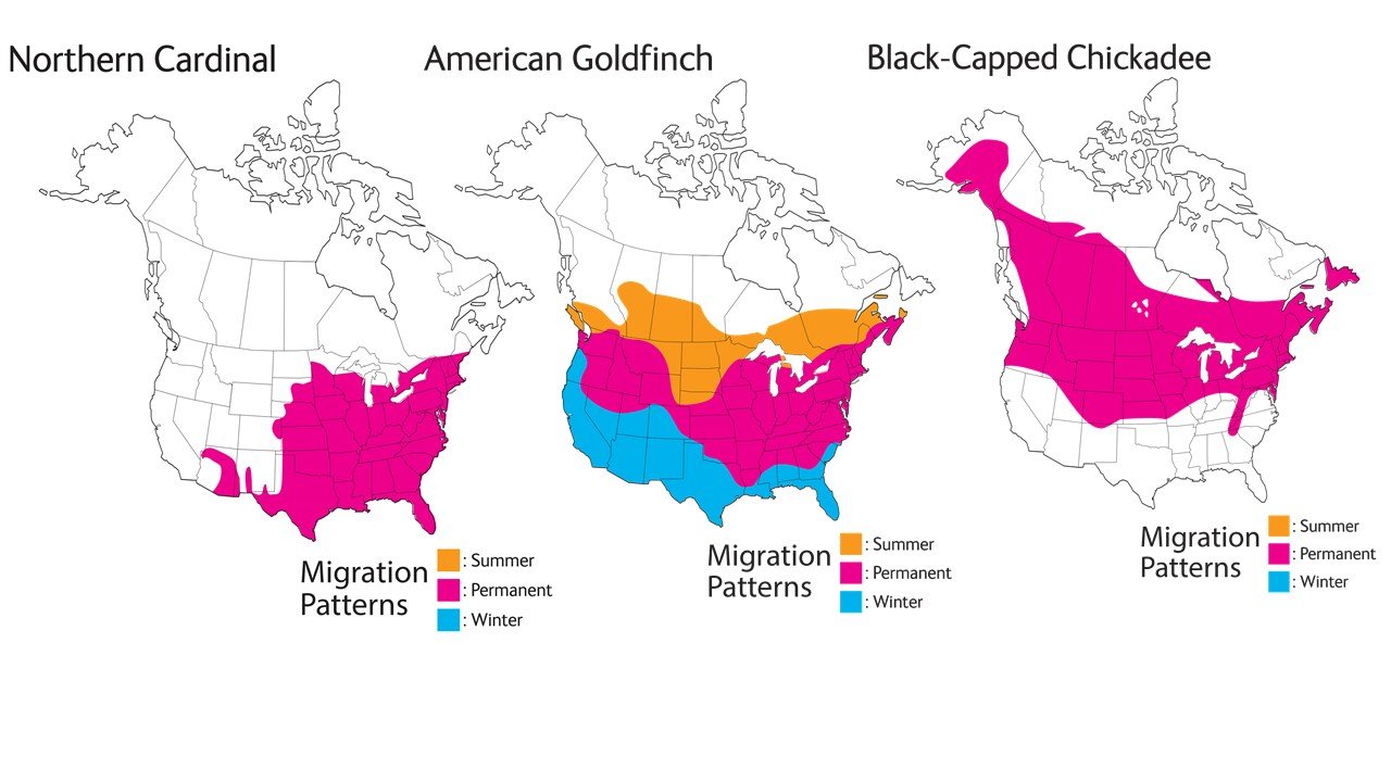 Wild Republic Audubon Birds Collection with Authentic Bird Sounds, Northern Cardinal, American Goldfinch, Chickadee, Bird Toys for Kids and Birders