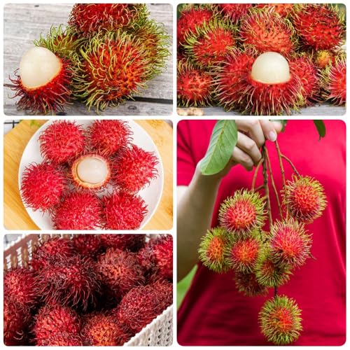 semillas de rambután - plantas de balcón resistentes Nefelio lappaceum - plantas de balcon balcón de semillas de frutas árboles frutales, plantas de jardín semillas de frutas para 250pcs