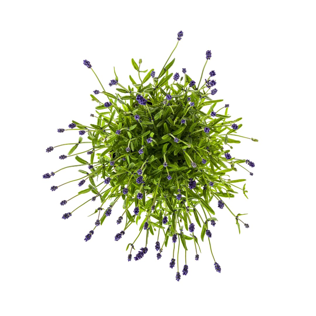 Lavandula angustifolia - Lavendel | 2 Stück - 40-50cm - Ø19cm - Gartenpflanze