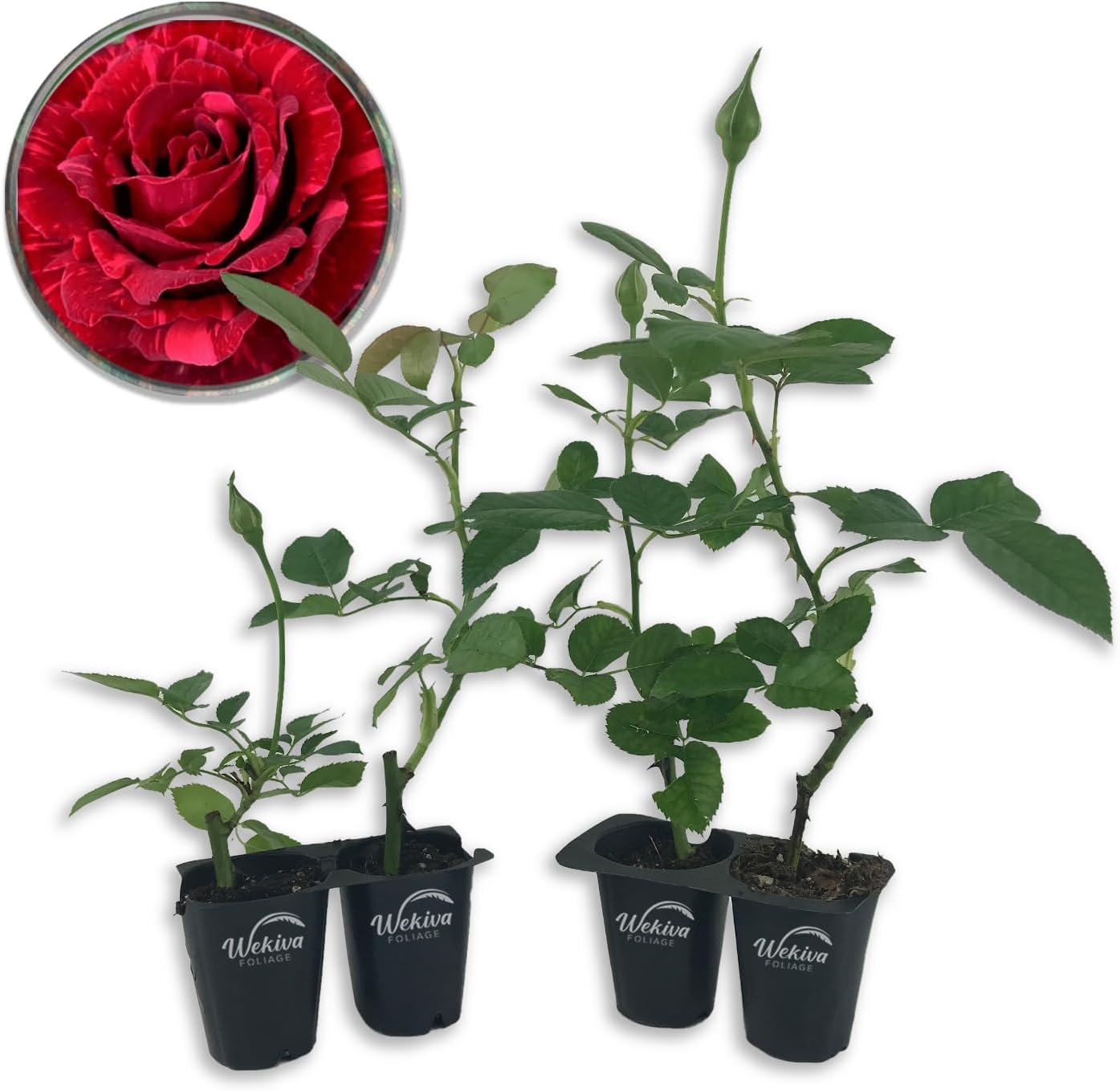 Amazon.com : Red Intuition Rose Bush - 4 Live Starter Plants in 2 Inch ...
