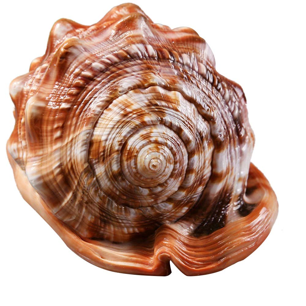 CTRLZS Natural Mouth Helmet Conch Shell Coral Sea Snail Fish Tank Adorn Ornament 1Pcs