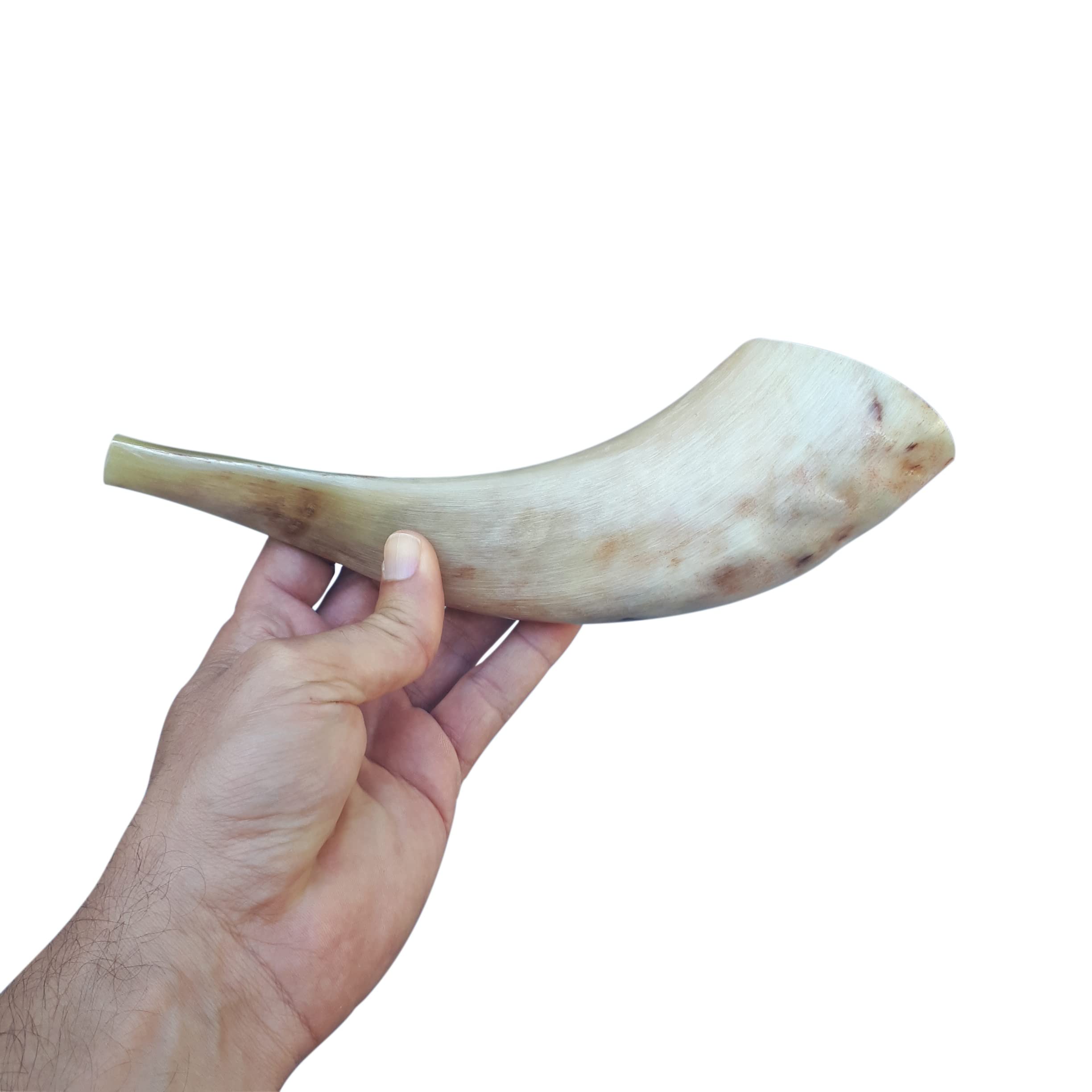 Amen Judaica corne de bélier shofar polie 12-14 pouce