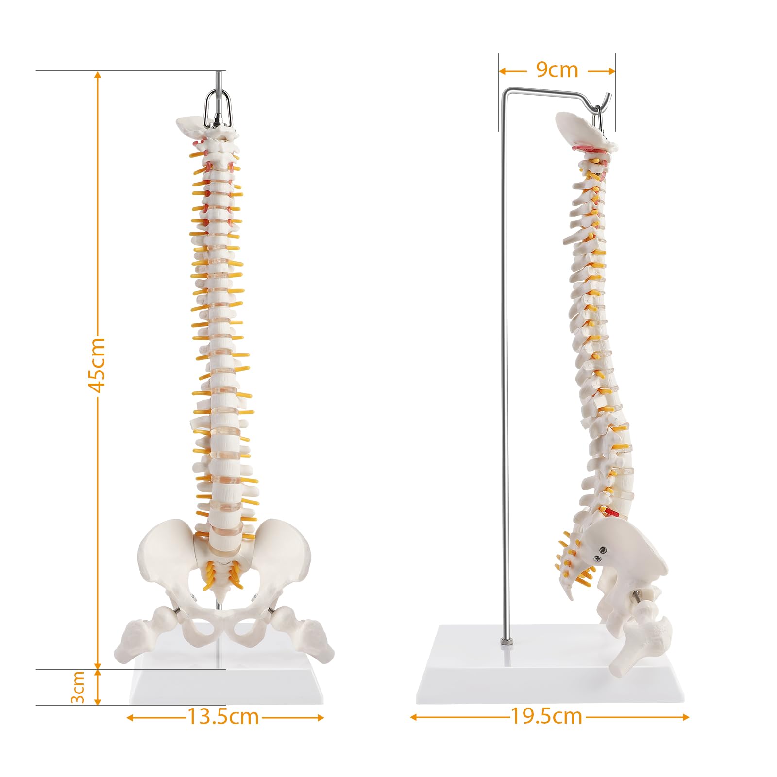 ERWEY Modelo de columna vertebral humana, modelo de esqueleto de columna vertebral con columna vertebral, pelvis, muslos, zócalo y soporte para la investigación médica en la enseñanza del aula-45cm