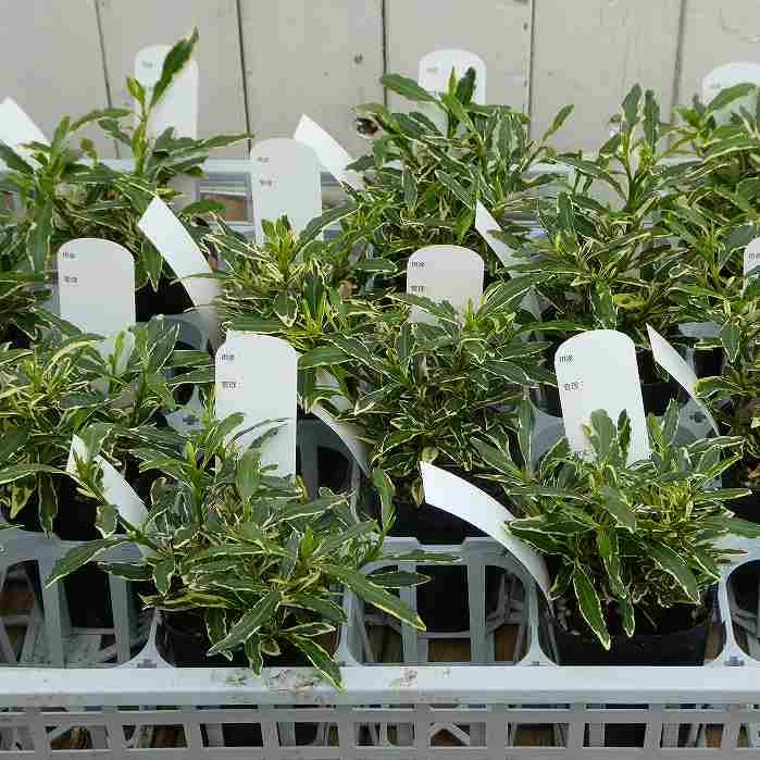 Amazon.co.jp: クチナシ 苗 姫クチナシ 斑入り 2.5～3.5号 くちなし