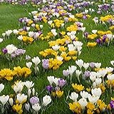 Van Zyverden Crocus Large Flowering Blend Set of 75 Bulbs