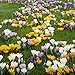 Van Zyverden Large Flowering Blend Crocus (Set of 75 Bulbs), One Size, Multicolor