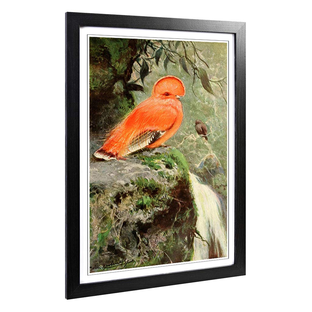 Big Box Art Framed Print of Vintage W Kuhnert Cock of The Rock Design | Wall Art Picture | Home Decor for Kitchen, Living Room, Bedroom, Hallway, Black, A2 / 24.5x18 Inch / 62x45cm