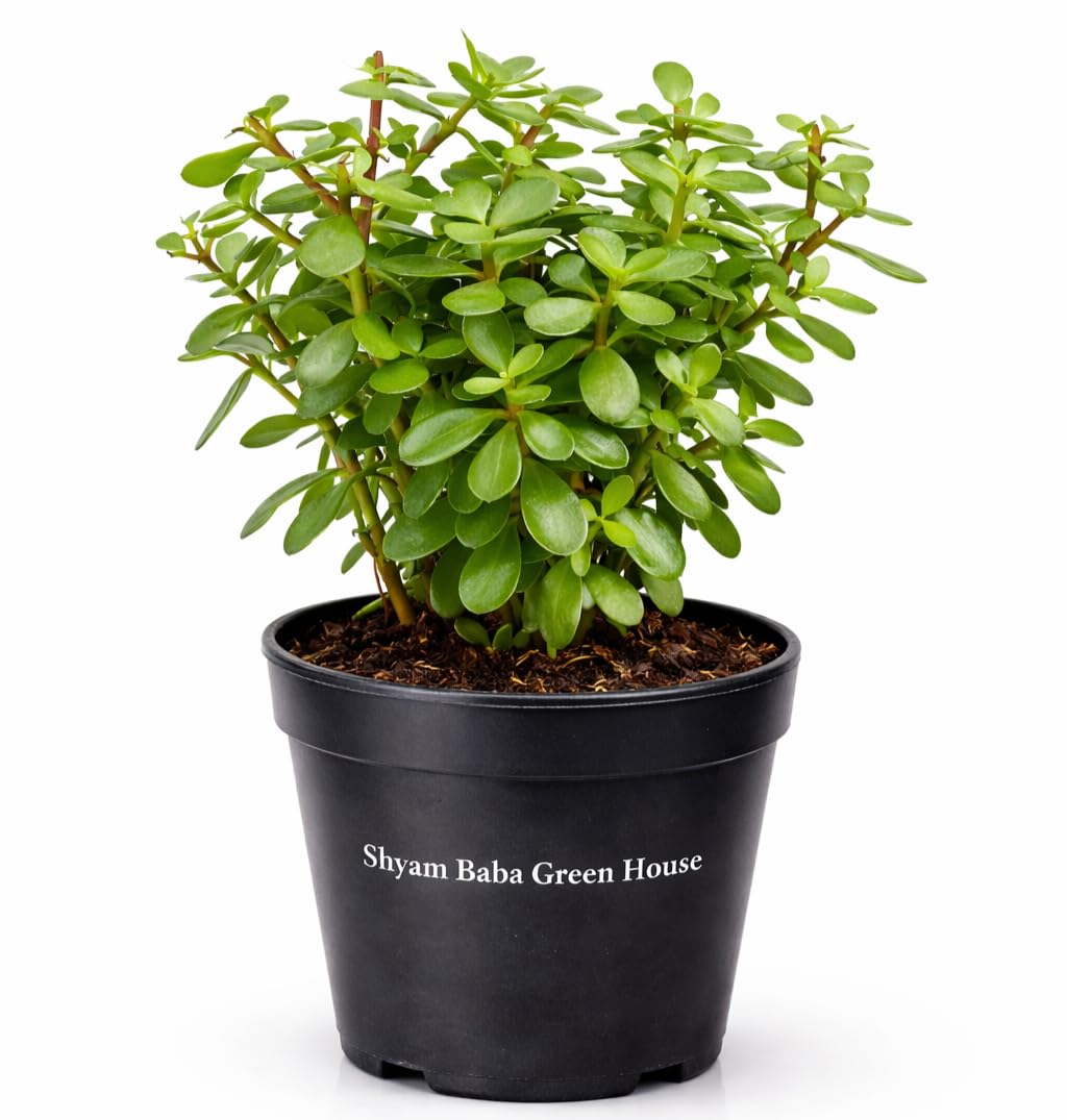 Good Luck Button Jade Plant with Plastic Pot, gardening plant outdoor and indoor plant, Office and home decor plant-image-38