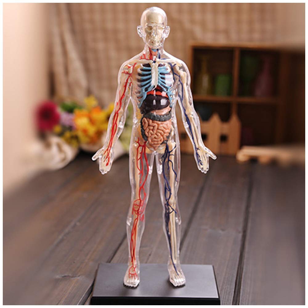 Educational Model Internal Organs Anatomy Model Whole Body Transparent Human Internal Organs Anatomical Model 60 Detachable