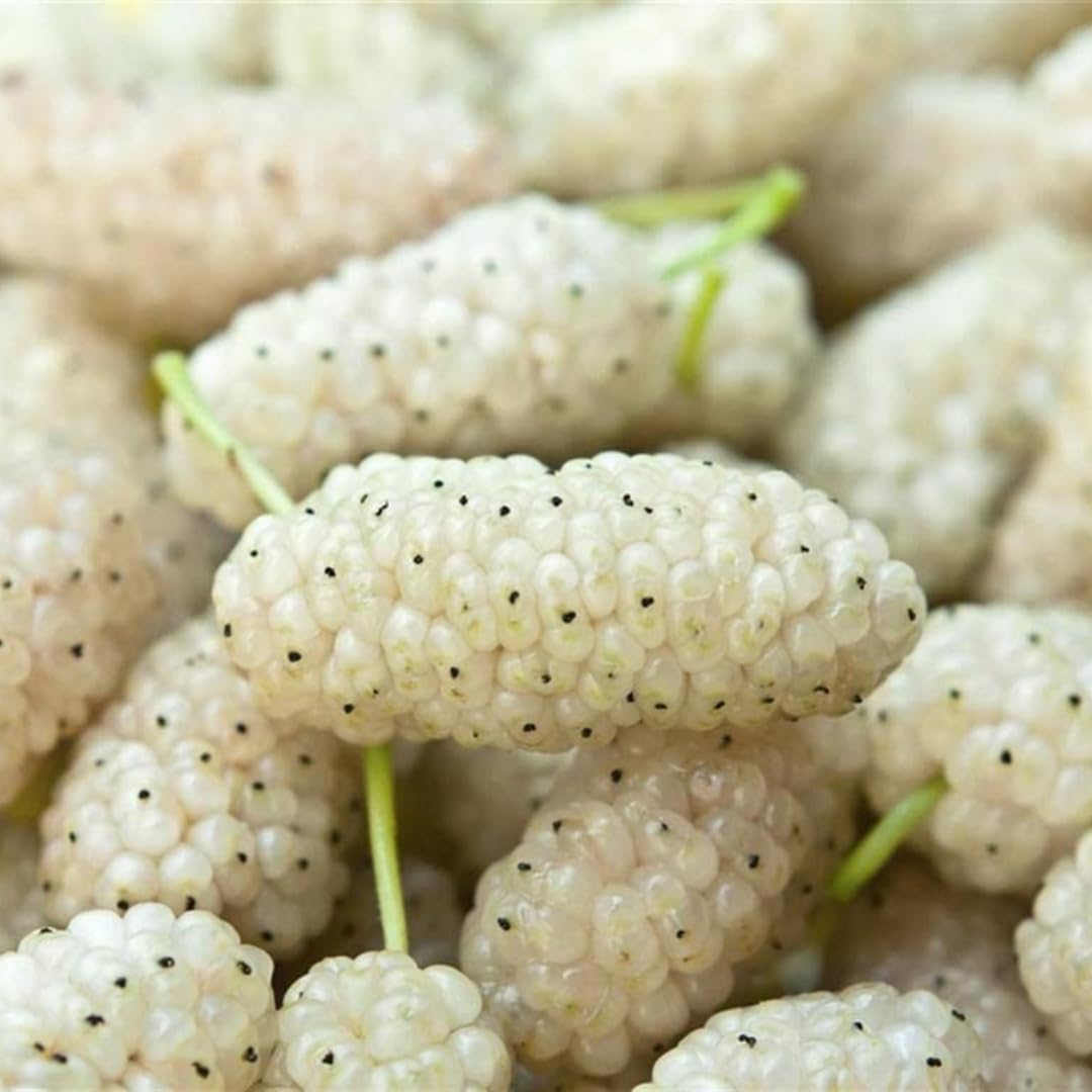 See full amazon price history chart for Nursery Live Rare Mulberry (" White Mulberry, Hybrid) Exotic 1 Live Fruit Plant Nursery Live Rare Mulberry (" White Mulberry, Hybrid) Exotic 1 Live Fruit Plant (B0DBW1PLRT) Amazon Price History, Amazon Price Tracker