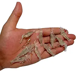 Kit 10 Isca Neon Artificial Camarão Silicone Aromatizada Anzol Pesca