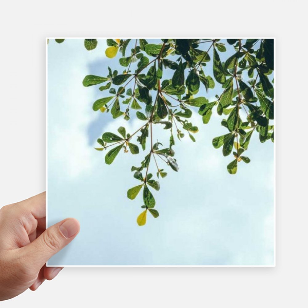 Autocollant carré 20 cm feuilles vert bleu ciel pour mur et valise DIYthinker x4