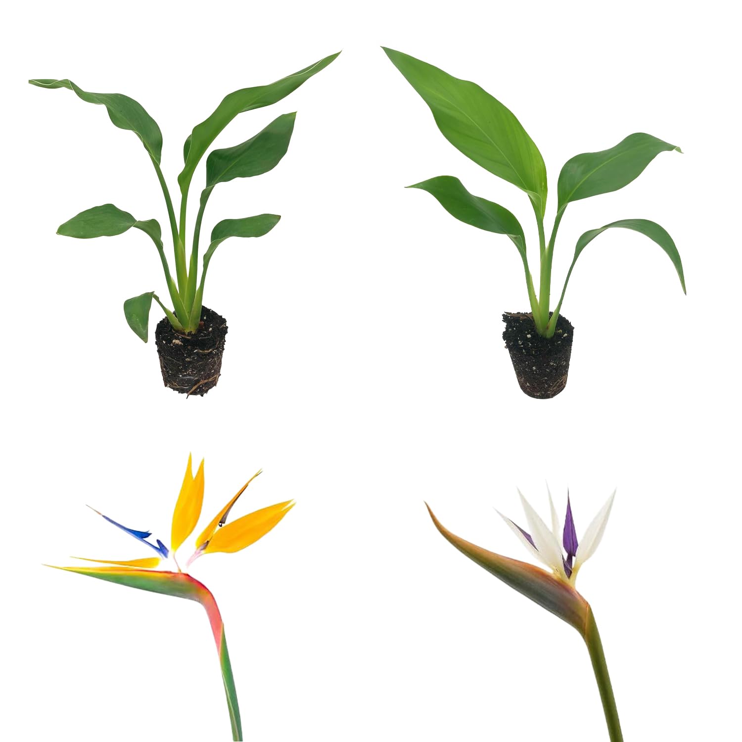 ragnaroc 2-Pack Orange & White Bird of Paradise