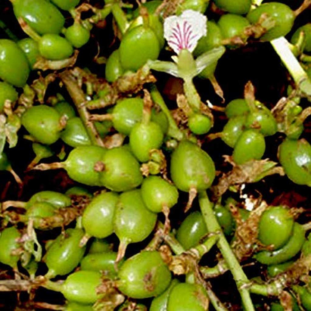 OhhSome Live Chota Elach -Cardamom -Veldode -Yallaki -Ealachai - 1 Healthy Live Plant - Pack In Poly Bag (B09N9C444S) Amazon Price History, Amazon Price Tracker