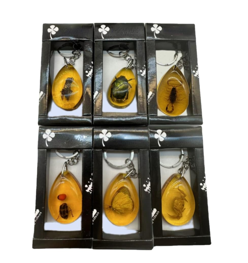 6pcs Amber Fossil Keychain Set Insect Specimen Necklace Home Decor