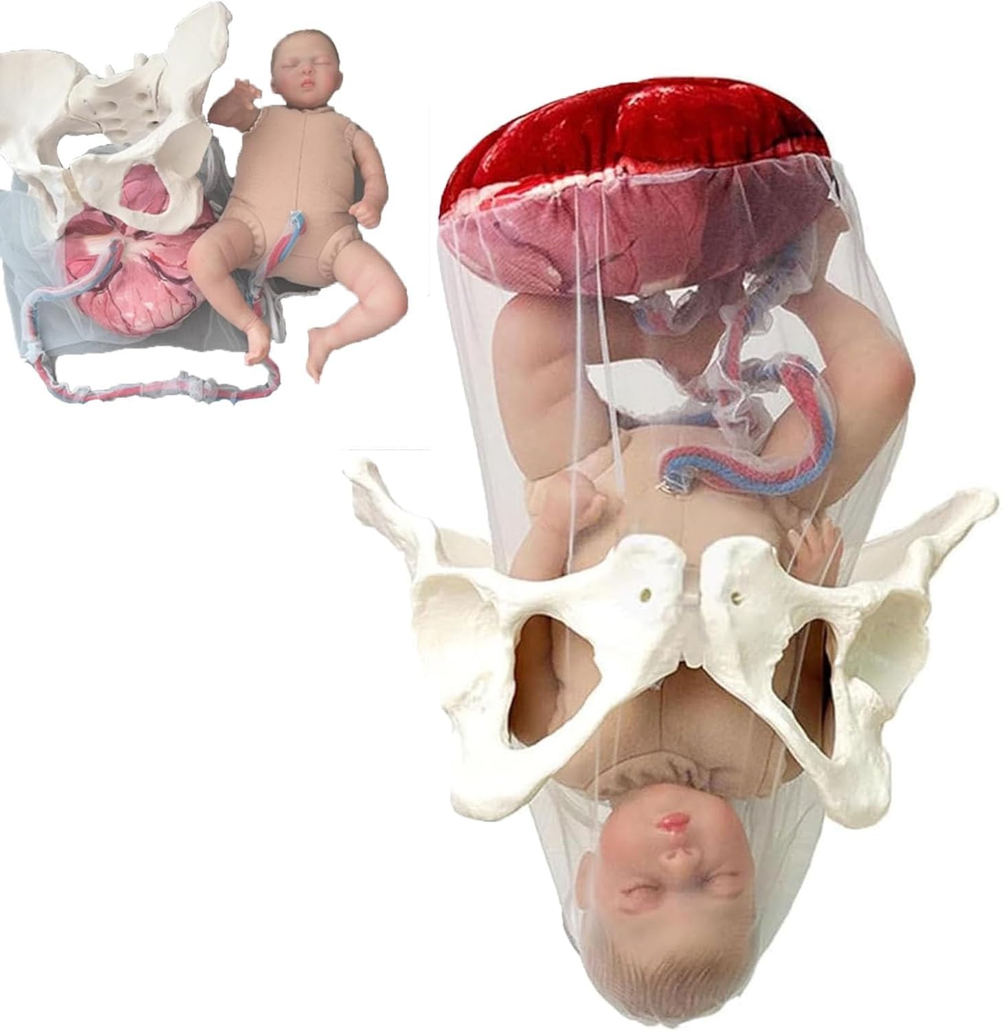 Childbirth Demonstration Pelvis Manikin Model,5in1 Childbirth Simulator Pelvic Anatomical Model Includes Models of Baby Amnion Umbilical Cord Pelvis Placenta Set