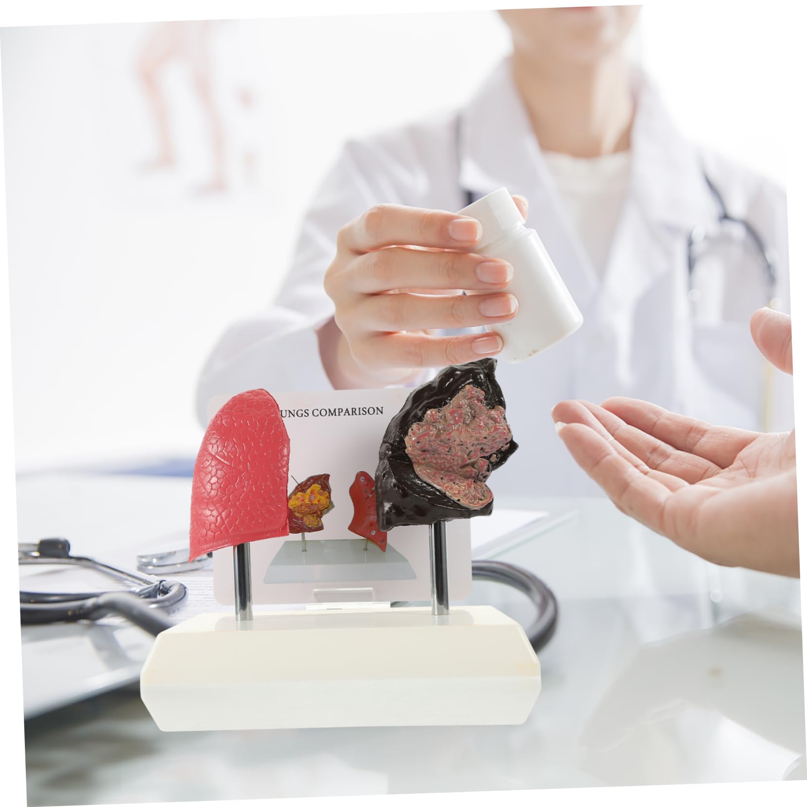 NAMOARLY 1 PC Lung Structure Lung Model for Teaching Lung Trust Drops Teaching Respiratory Lung Model 1: 1 Lung Model Smoking Lung Model Anatomy Model Vivid Respiratory Lung Model Pvc