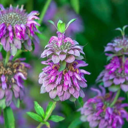 Miniatura 2 de 6000 semillas de menta limón para plantar reliquia no transgénico 011oz de semillas también conocido como bálsamo de abeja de limón jardín de