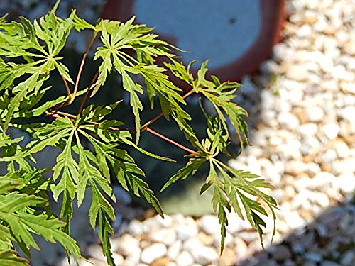 Amazon.co.jp: もみじ盆栽 青しだれもみじ 盆栽紅葉 : DIY・工具・ガーデン