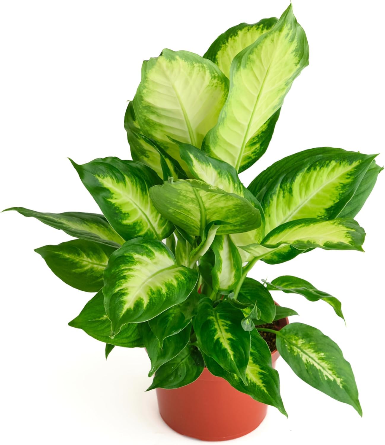 Shop Succulents Dieffenbachia Camille, Live Indoor Plant, 6 Inch Nursery Pot