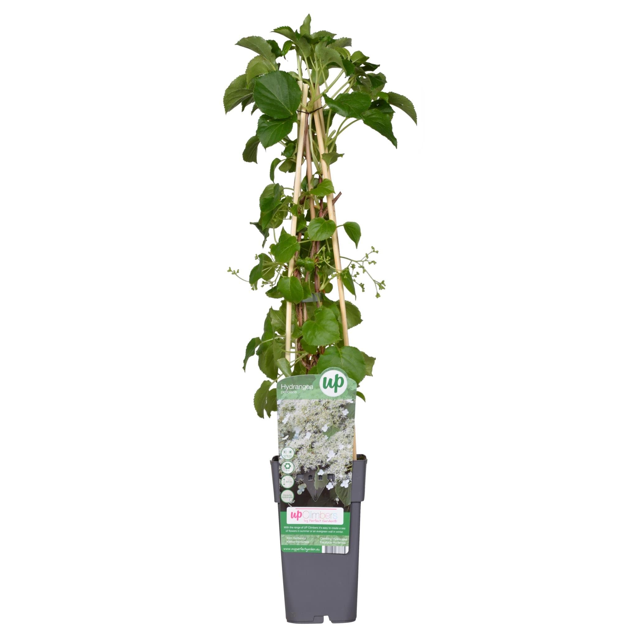 Pianta di Ortensia Petiolaris h cm 65 su vaso alto cm 11 pianta rampicante