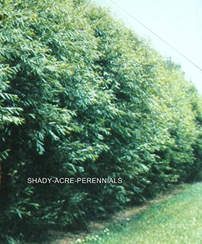 24 Hybrid Willow Trees. Austree grows 12 foot 1st season. Create instant privacy