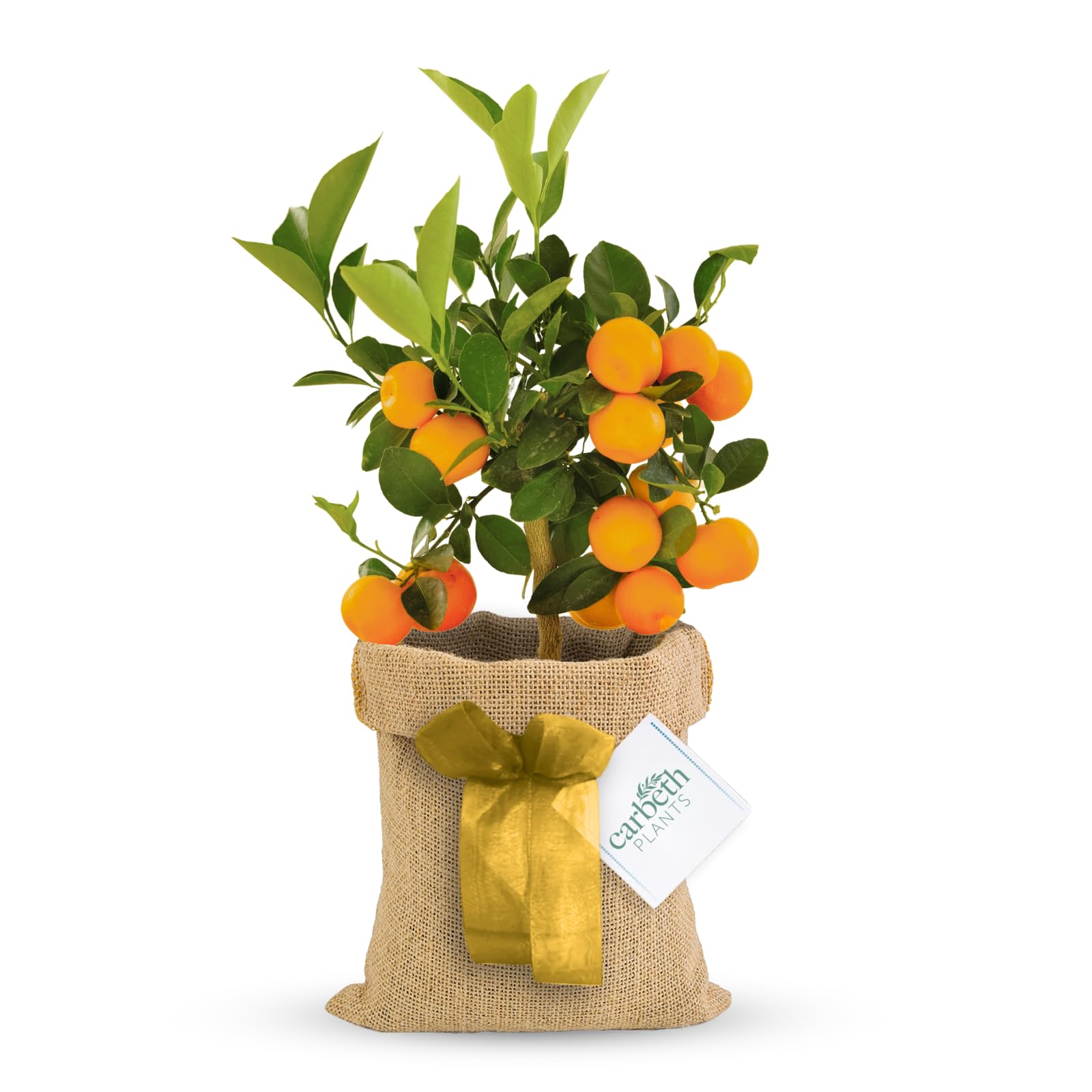 Carbeth Plants Mini Orange Tree 12cm Pot Hessian Gift Wrap