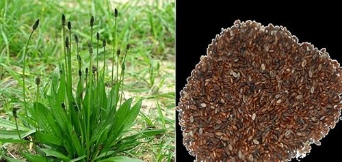 Semi di Plantano Lancelato, plantago lanceolata 5