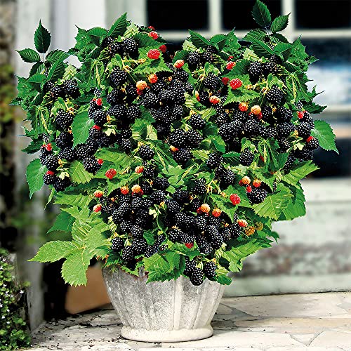 Qauzuy Garden 100 Nutritious Pre-Stratified Jumbo Thornless Blackberry Seeds Perennial Juicy Sweet Healthy Fast-Growing Fruit Survival Gear Food Seeds #TOP3