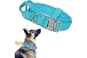 Tactical Turquoise Dog Collar: Durability and Style for K9 Adventures