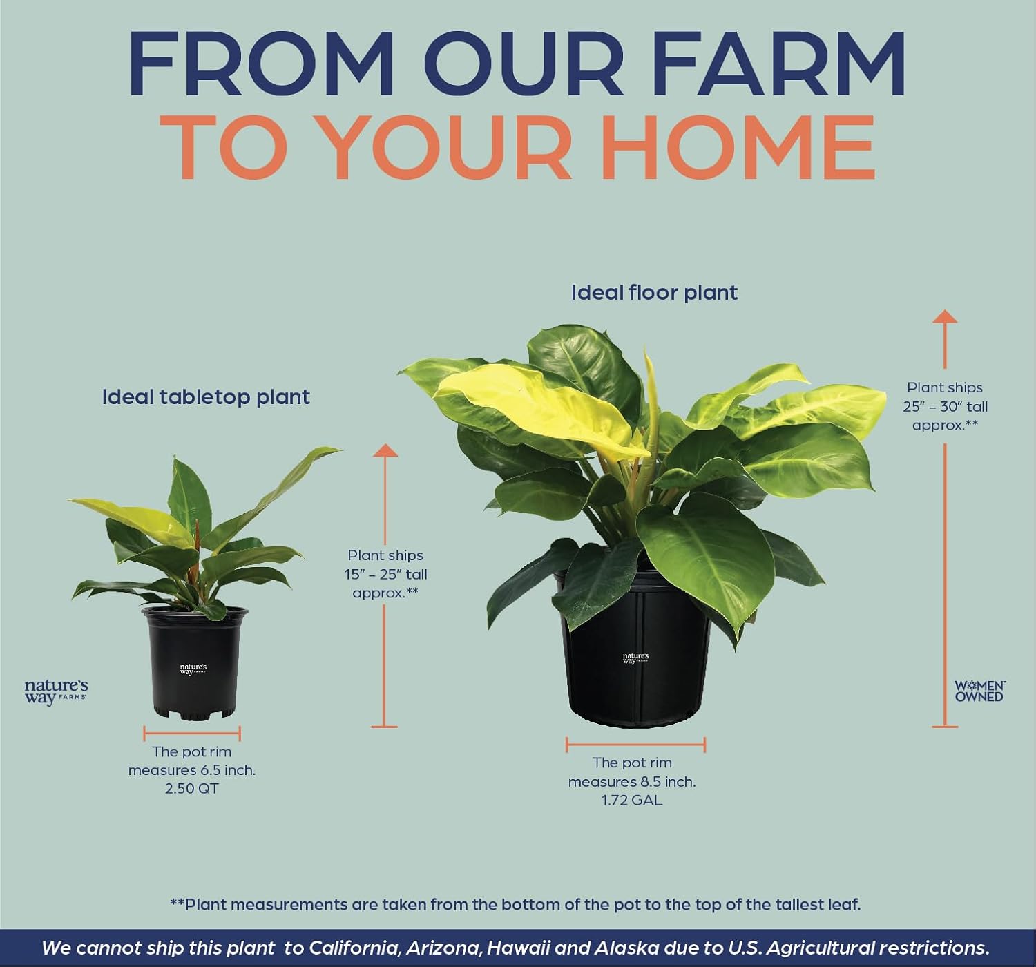 Nature's Way Farms Philodendron Moonlight Live Plant (18-24 in. Tall) in Grower Pot