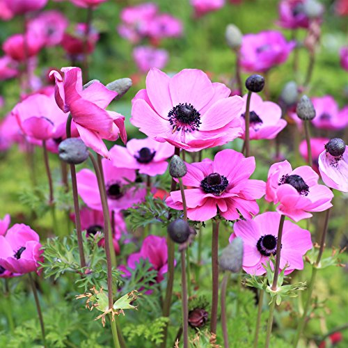Anemone 'Rosea' (20 Pack) Plant Bulbs for Gardening - Bright Pink Flowers - from Easy to Grow Anemone 'Rosea' (20 Pack) Plant Bulbs for Gardening - Bright Pink Flowers - from Easy to Grow