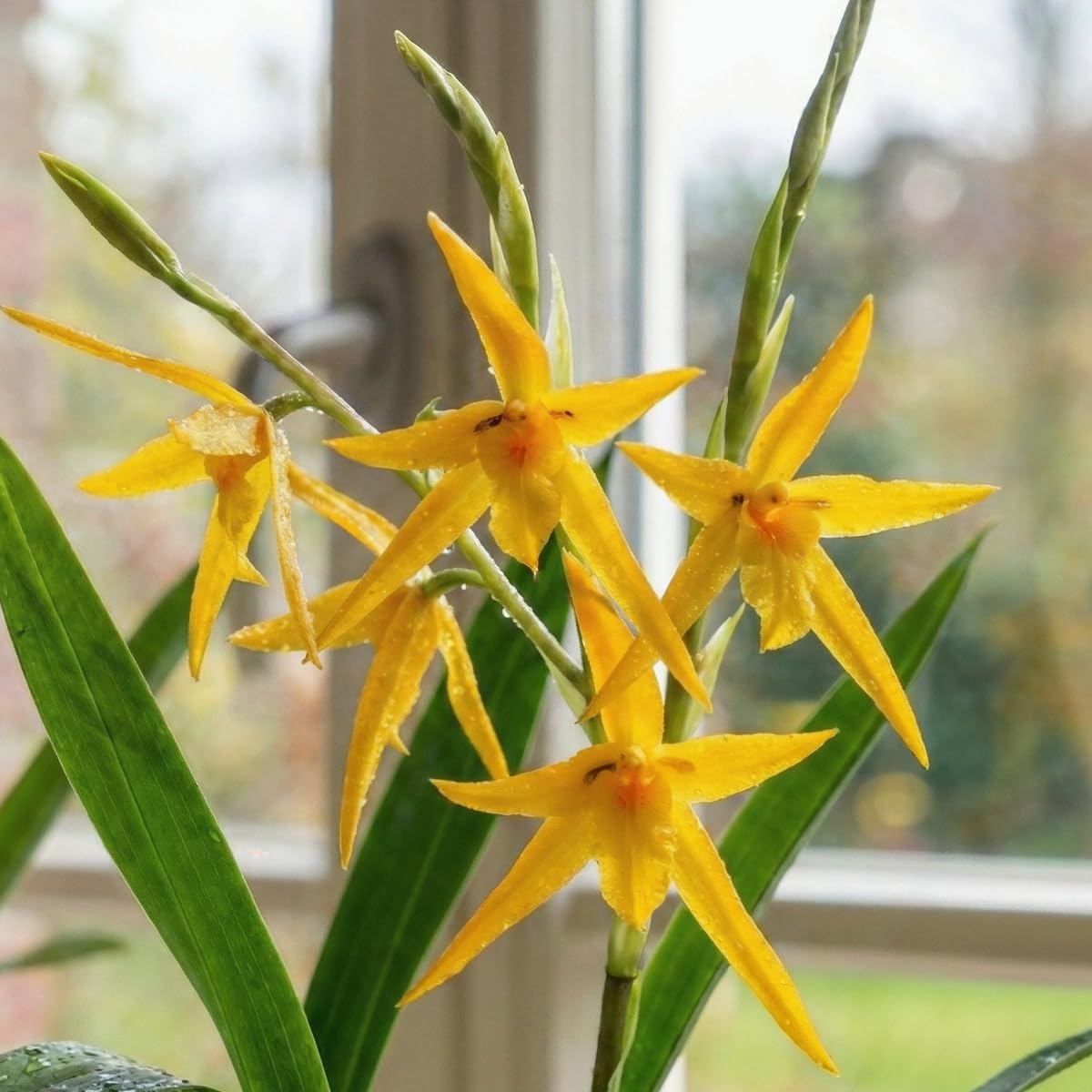 Orchideen Echte Pflanzen Brassia Anita - 2 große Zimmerpflanzen aus Holland - 30-40 cm hoch - mit Blüten und leicht duftend (Nicht künstlich, ohne Dünger und Topf, kein Samen, nicht winterhart)