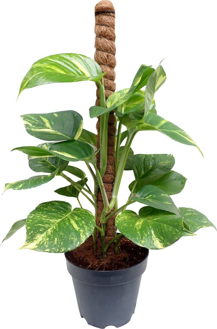 FasanGreen Money Foliage Indoor & Outdoor Plant with (Pack of 1)(FG_1265) (B0BV6T67GJ) Amazon Price History, Amazon Price Tracker