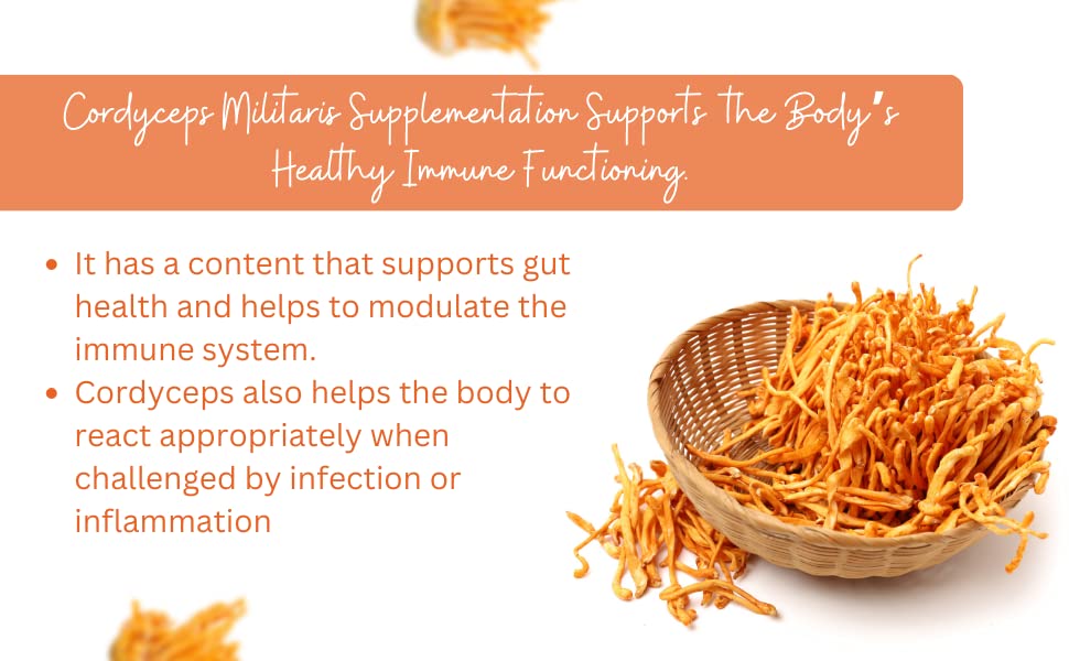 Image of Cordyceps Militaris Dried Cordyceps Mushroom (35g) | Premium Cordyceps Fungus for Energy, Endurance & Immunity | Pack of 1