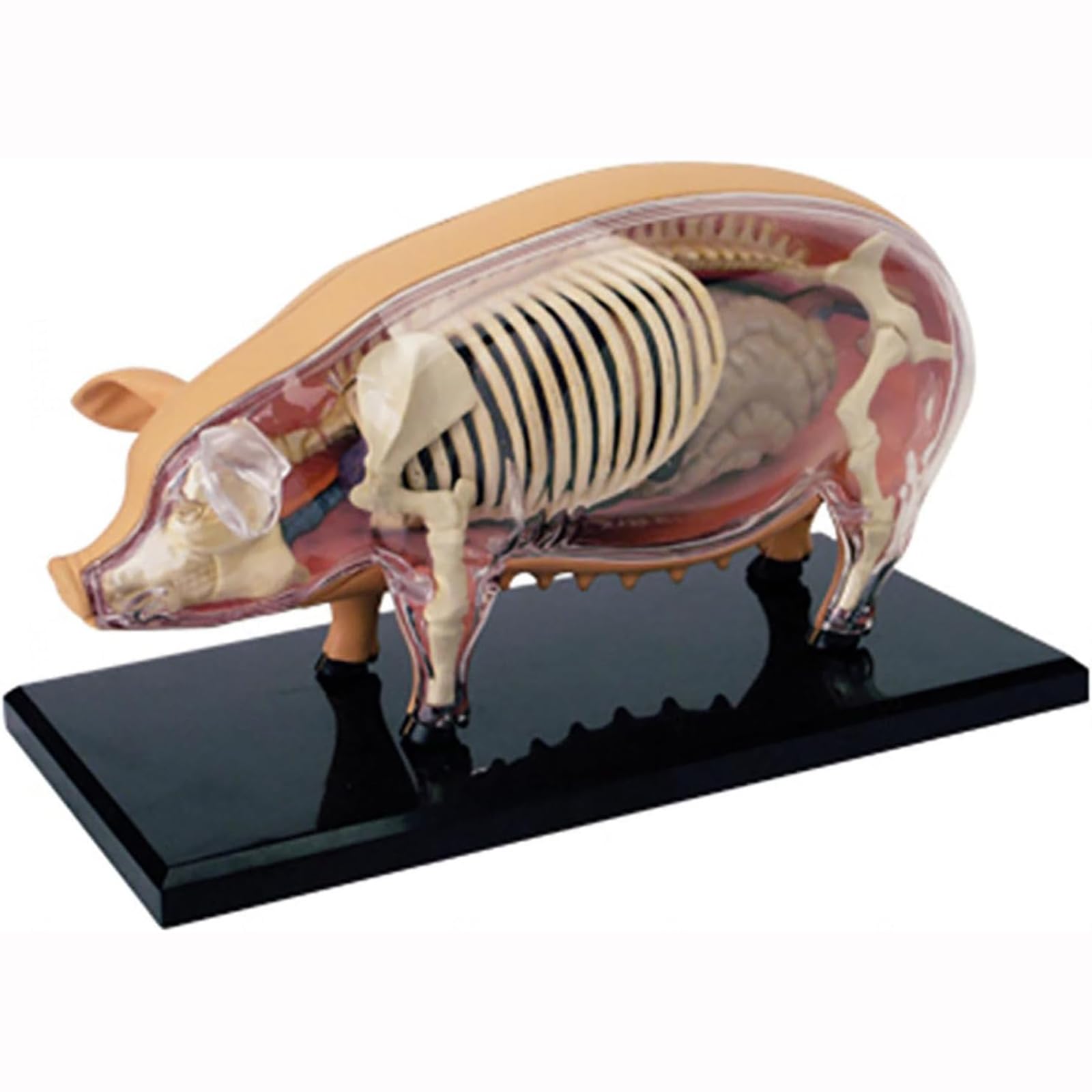 Modelo 4D De Anatomía Porcina, Espécimen Biológico Desmontable para Veterinaria Y Demostración Didáctica En Clínicas Y Escuelas De Animales De Compañía