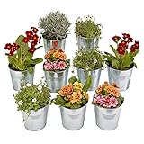 maceteros con latas colgantes Conjunto de 9 piezas; Satisfaga todas sus necesidades de siembra con este juego de 9 piezas de sembradoras de zinc