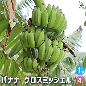 Amazon.co.jp: ITANSE グロスミッシェル バナナ 4号 メリクロン