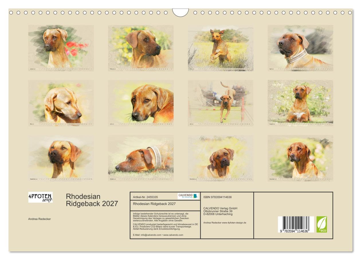 CALVENDO - Rhodesian Ridgeback 2027 (Wandkalender 2027 DIN A3 quer), Monatskalender: Zwölf wunderschöne, großformatige Bilder von Rhodesian Ridgebacks im einzigartigen Aquarell-Design, die wir mit Lie