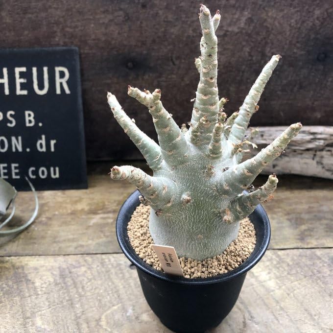 アデニウム 塊根植物 黒鉢 楽天市場】アデニウム ブラックの通販