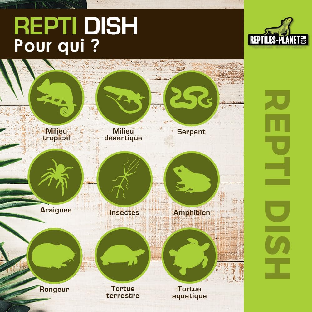 Reptiles Planet Repti Dish Deep M Gamelle pour Reptiles 12 x 11,5 x 8 cm