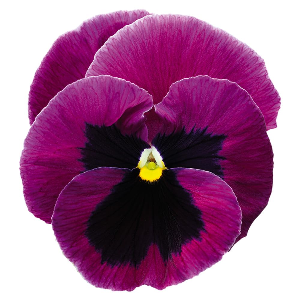 PREMIER SEEDS DIRECT - Pansy - Inspire Plus Pink Shades (Pansy - Inspire Plus Pink Shades, 250 Seeds)