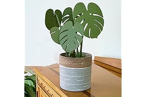 Monstera Metallic Coaster Set