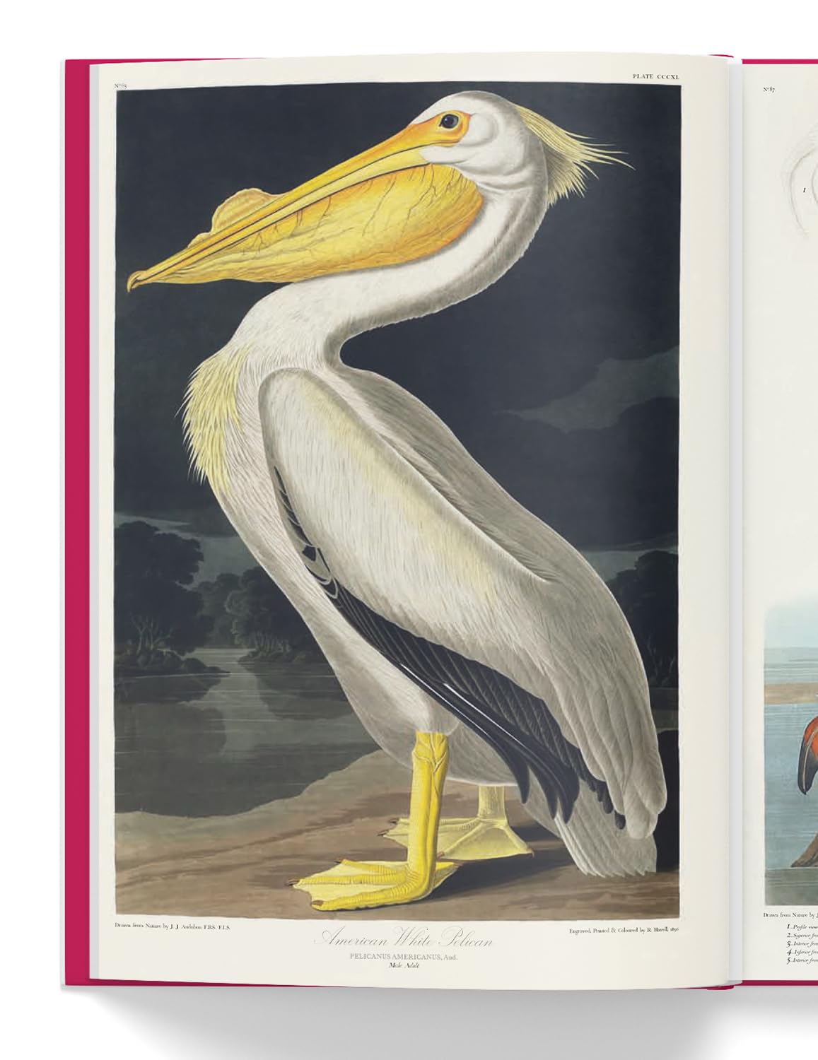 The Birds of America