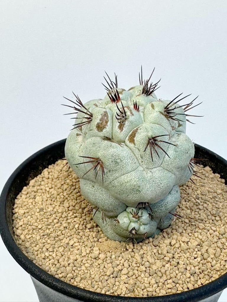 rollys.usaさん専用　オルテゴカクタス　マクドガリー オルテゴカクタス マクドガリー 2.5号22-02 の通販 | 園芸ネット