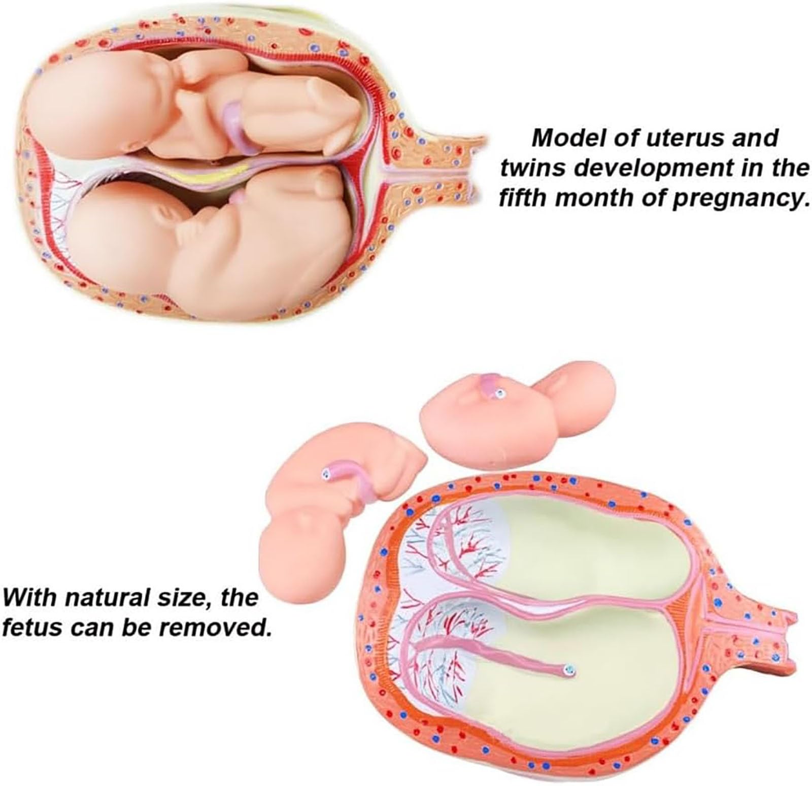 Education Model Anatomy Fetal Development Model,Fetal Growth Cycle Model Model Embryo 8-Piece Set for Teaching Tool, 1:1 Human Pregnancy Embryo Development Model