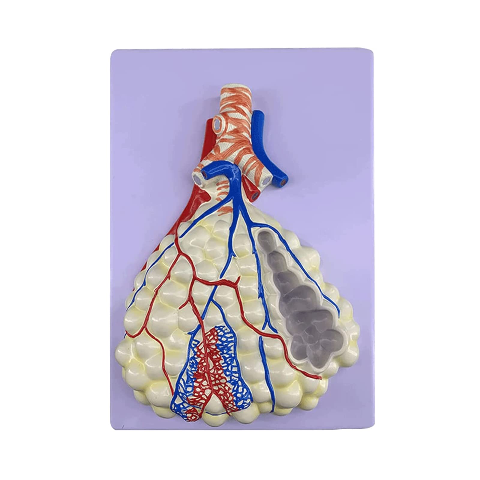 GTHTUHFD Skeleton Model Models Human Respiratory System Model Model Organs Model Alveolar Magnification Removerable Human Organ Model .99,Alveoli