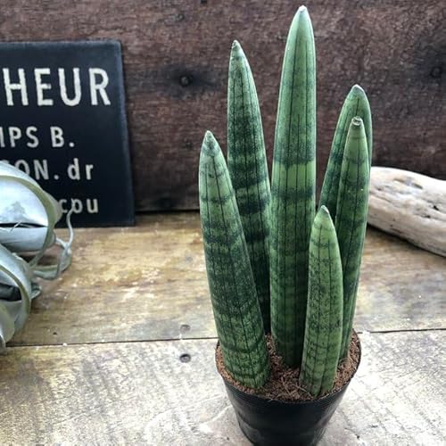 観葉植物 サンスベリア スタッキー」の人気商品一覧 | 安い商品を通販