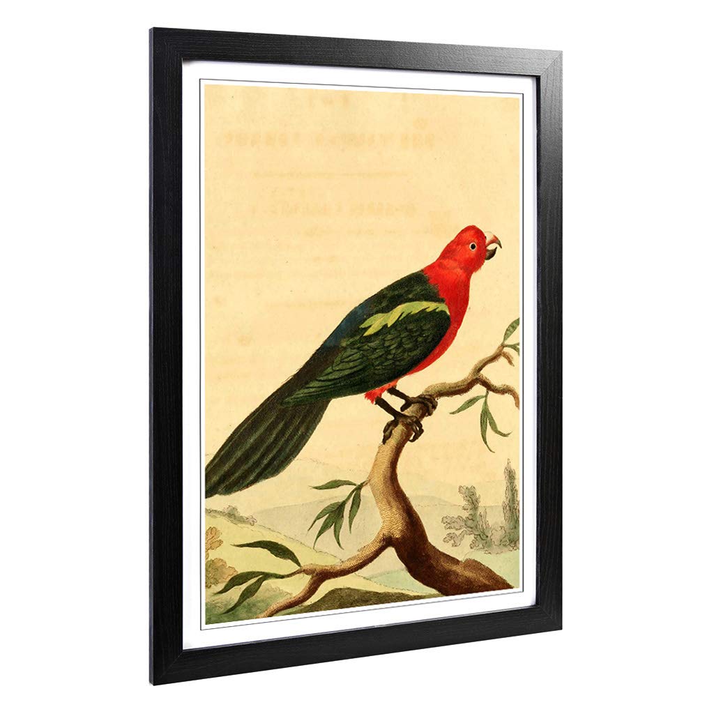 Big Box Art Framed Print of Vintage Charles R Ryley Tabuan Parrot Design | Wall Art Picture | Home Decor for Kitchen, Living Room, Bedroom, Hallway, Black, A2 / 24.5x18 Inch / 62x45cm